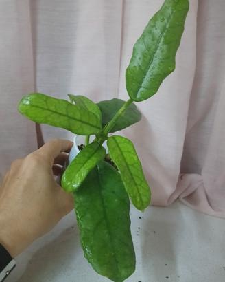 Hoya globulosa 
