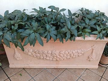 Fioriere con fiori