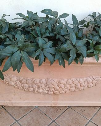 Fioriere con fiori