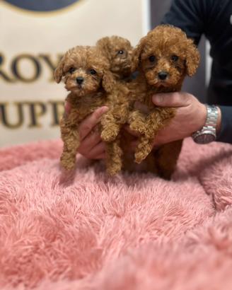 Cuccioli barboncini Toy mini Toy Red pag a rate