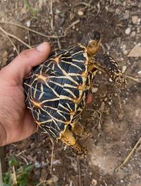Geochelone elegans (Tartaruga stellata) con CITES
