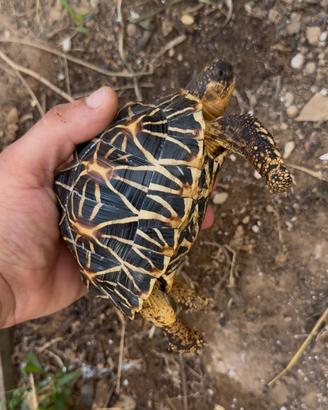 Geochelone elegans (Tartaruga stellata) con CITES