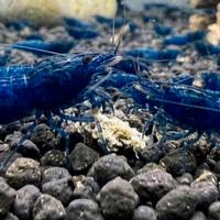 Neocaridina Blue Dream