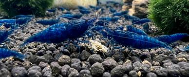 Neocaridina Blue Dream