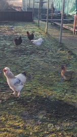 Galline morosseta disponibile