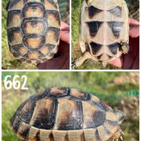 Baby Testudo marginata sarda tartaruga terra testu