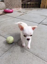 Cuccioli Chihuahua Disponibili Femmine