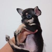 Chihuahua mini