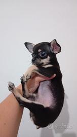 Chihuahua mini