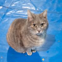Gattina Anastasia, dolcissima nata nel 2018