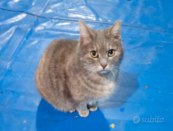 Gattina Anastasia, dolcissima nata nel 2018