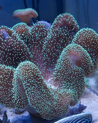 Sarcophyton ehrenbergi