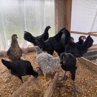 Cemani