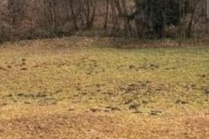 Terreno agricolo