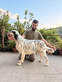 Setter Inglese Maschio Tricolor Pronta Caccia