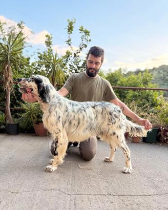 Setter Inglese Maschio Tricolor Pronta Caccia