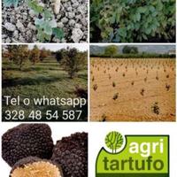 Piante Tartufo