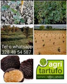 Piante Tartufo