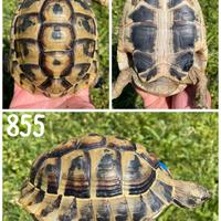 Maschio Testudo hermanni boettgeri tartaruga terra