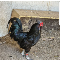 Galline Ayman Cemani