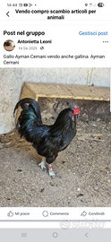 Galline Ayman Cemani
