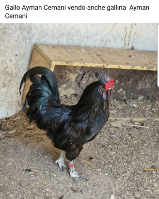 Galline Ayman Cemani