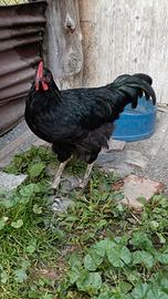 Galletti Australorp 
