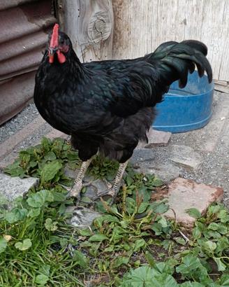 Galletti Australorp 
