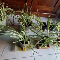 Clorofito (pianta ragno, nastrino)