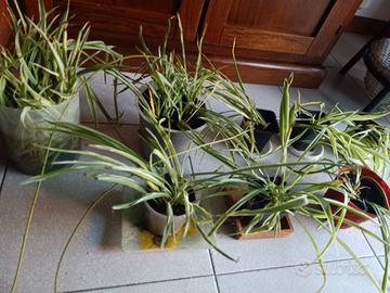 Clorofito (pianta ragno, nastrino)