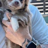 Chihuahua femmina