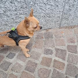 Chihuahua pelo corto