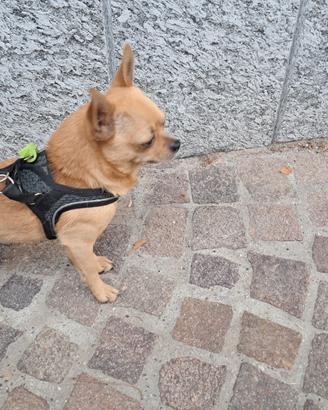 Chihuahua pelo corto