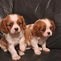 Cavalier King cuccioli