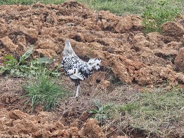 Gallo Amburgo