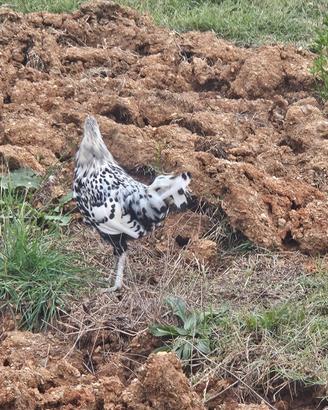 Gallo Amburgo