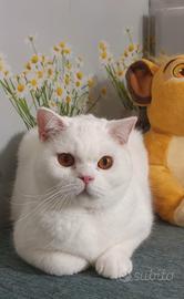 British Shorthair  Malcom 