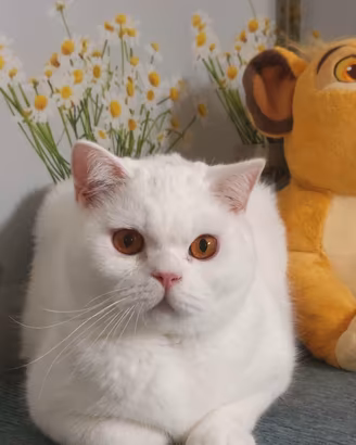 British Shorthair  Malcom 