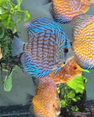Discus 14cm