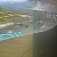 Pesce palla d'acqua dolce