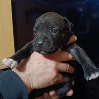 Cuccioli American pit bull terrier