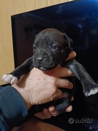 Cuccioli American pit bull terrier