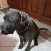 Cane corso