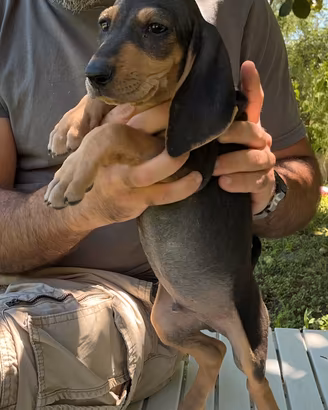Cuccioli Segugio Italiano ENCI - Alta genealogia