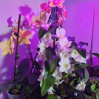 PIANTE CARNIVORE, ORCHIDEE e FIORI