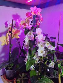 PIANTE CARNIVORE, ORCHIDEE e FIORI