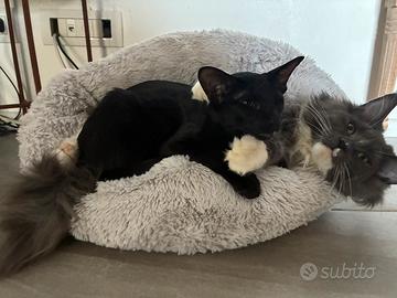 Gatta orientale per accoppiamento