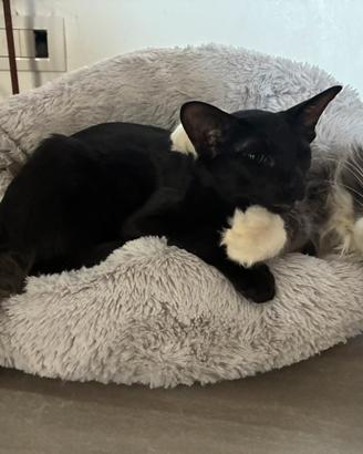 Gatta orientale per accoppiamento