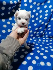 Maltese cucciolo linea coreano