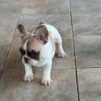 Bulldog francese femmina